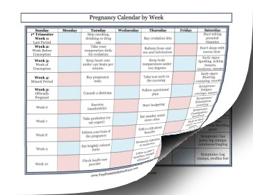 Pregnancy Calendar By Week